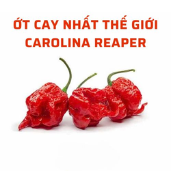 Ớt Tươi Carolina Reaper